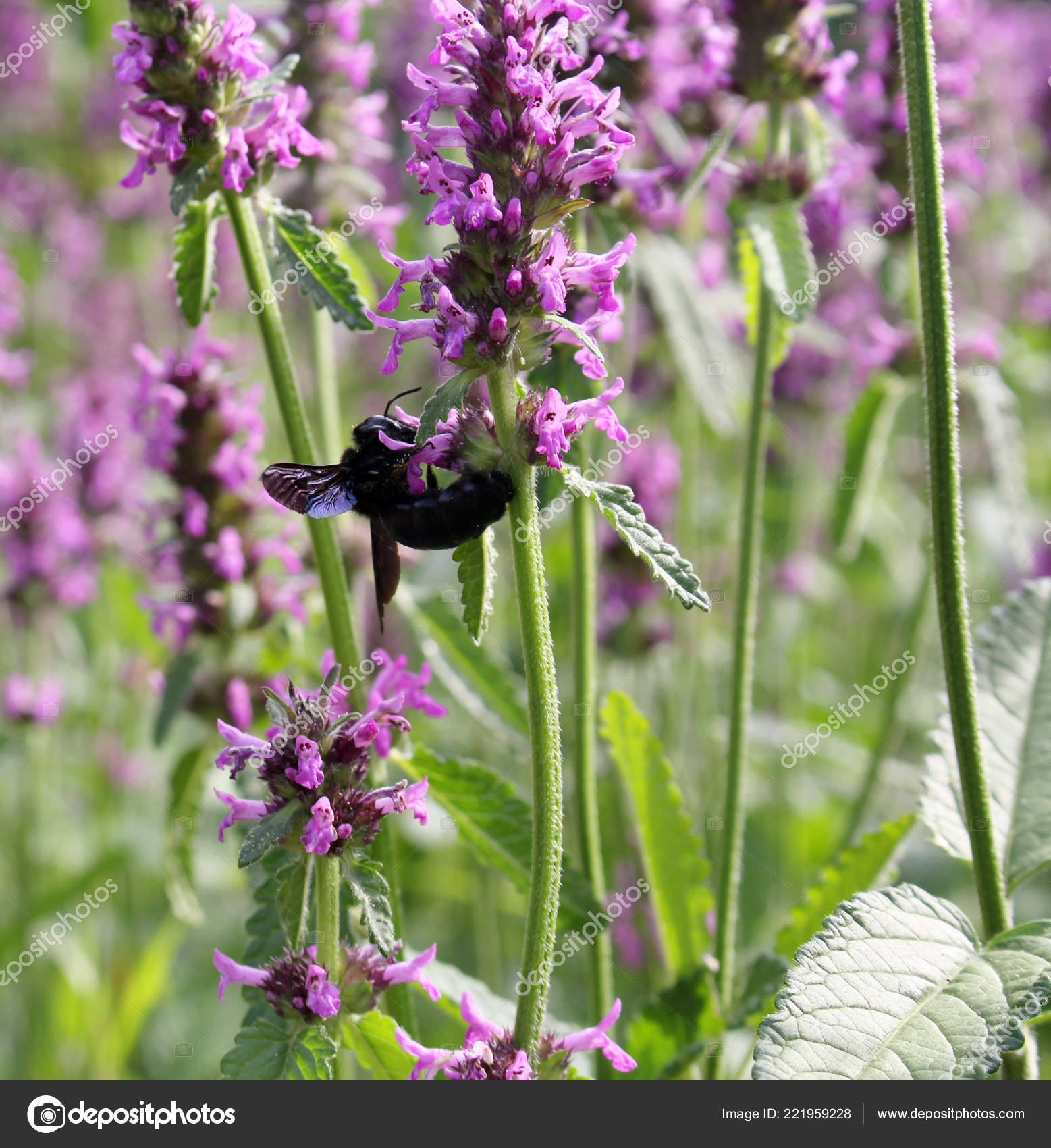 �� ���� ������� ������, ������� ����� � ����