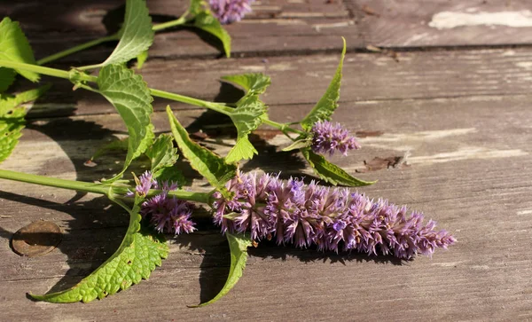 Agastache rugosa  ,flowering plant isolated on wood background. Medicinal plants,empty space for your text. Herbs in the garden.Blurred background.