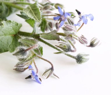 Yenilebilir mavi çiçekli güzel tıbbi bitki. Borago officinalis. Beyaz arka plan üzerinde izole. Borago officinalis, olarak da bilinen bir starflower, çiçekli bitki içinde yıllık bir bitkidir.