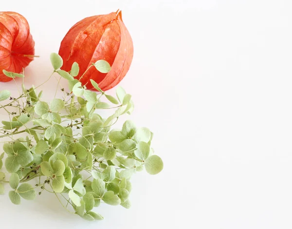 Romantik arka plan ile turuncu physalis ve ortanca beyaz bir arka plan üzerinde izole. Yumuşak fotoğraf. Tebrik kartı tarzı. Metin için yer. — Stok fotoğraf