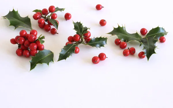 Vánoční holly Ilex aquifolium izolované na bílém tabulka pozadí. Stálezelené listy s červenými třešněmi. Prázdné místo pro dovolenou text. Ozdobné květinové rám, Wikipédii. Plochá ležel, horní pohled. — Stock fotografie