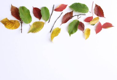 Sonbahar arka plan. Renkli sonbahar yaprak yaratıcı düz düzen. Sonbahar dekoratif kavramı. Düz yatıyordu.