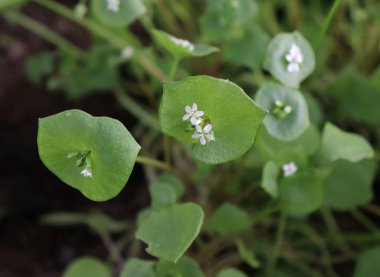 Madenciler marul, kış semizotu, Claytonia perfoliata. Sen-ebilmek kullanma onları içinde taze sebze salata. Kış semizotu ki bu taze neredeyse bütün bir yıl boyunca sahip olduğunu.