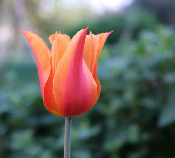 Una macro toma de tulipanes naranjas en flor está funcionando perfectamente con el fondo verde.Tulipán de bailarina. Fondo de primavera. Tarjeta de felicitación para el Día de San Valentín, el Día de la Mujer y el Día de la Madre . — Foto de Stock