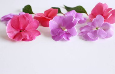 Impatiens çiçek başları ayarla izole vurdu makro beyaz bir arka plan, metin için boşluk .