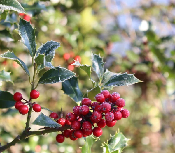 Symbole de Noël en Europe. Gros plan de houx belles baies rouges et des feuilles acérées sur un arbre par temps d'automne . — Photo