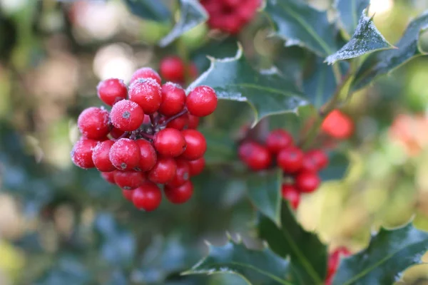 Symbole de Noël en Europe. Gros plan de houx belles baies rouges et des feuilles acérées sur un arbre par temps d'automne . — Photo