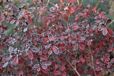Donmuş açelya kırmızı ile ilk frosts, soğuk hava, donmuş su, buz ve hoarfrost bırakır. Makro vurdu. Erken kış, arka plan bulanık.