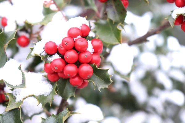 Σύμβολο Των Χριστουγέννων Στην Ευρώπη Closeup Holly Όμορφο Κόκκινο Μούρα — Φωτογραφία Αρχείου