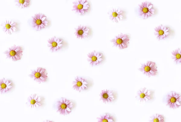 Patrón de flores de margarita rosa aislado sobre fondo blanco, plano laico, vista superior. El concepto de primavera . — Foto de Stock