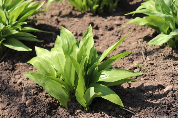 Hojas Jóvenes Allium Ursinum Primavera Ajo Oso Tiene Grandes Habilidades — Foto de Stock