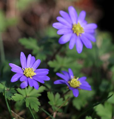 Balkan anemone, Grek windflower veya kış windflower, hoş bir mavi çiçek çiçeklenme erken bahar. Anemon blanda.