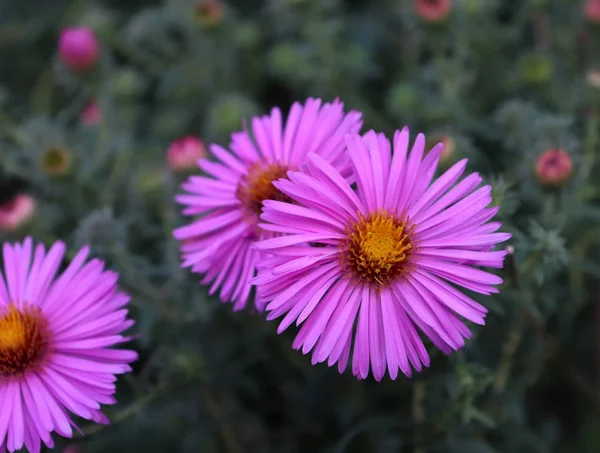 Purple aster flower head against its natural foliage background .Aster flower on an isolated background isolated background.