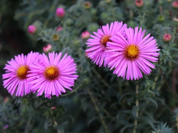 Lila Aster Blume Kopf vor seinem natürlichen Laub Hintergrund. Aster Blume auf einem isolierten Hintergrund isoliert Hintergrund. — Stockfoto