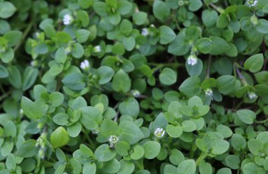 Chickweed Stellaria medya. Genç tadı çok hafifçe ile fındık lezzet. Sen-ebilmek kullanma onları içinde taze sebze salata, chickweed avantajı biz bu taze neredeyse bütün bir yıl boyunca var..