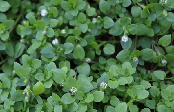 Chickweed Stellaria medya. Genç tadı çok hafifçe ile fındık lezzet. Sen-ebilmek kullanma onları içinde taze sebze salata, chickweed avantajı biz bu taze neredeyse bütün bir yıl boyunca var..