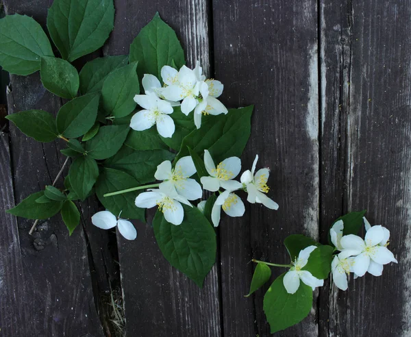 Tak Van Engelse Kornoelje Philadelphus Coronarius Oude Verweerde Planken Ruimte — Stockfoto