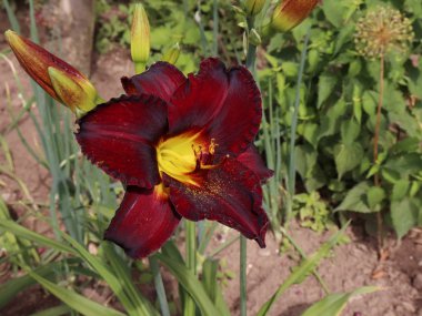 Lüks çiçek Daylily çikolata Candyin Bahçe yakın çekim. Bir daylily bir cins Hemerocallis.Edible çiçek çiçekli bitkidir. Daylilies çok yıllık bitkiler vardır. Sadece 24 saat boyunca çiçek.