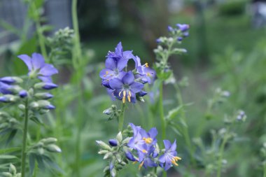 Mavi çiçek olarak da bilinen Jacob's ladder veya Yunan valerian, Polemoniaceae aile organik bahçe, şifalı bitkiler, otlar bahçede bir Polemonium bitkinin yakın çekim.