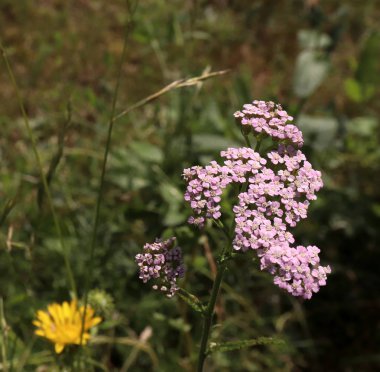 Pembe çiçek achillea millefolium, civanperçemi veya organik bahçe, ortak civanperçemi olarak bilinen closeup tıbbi bitki.