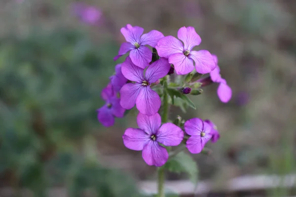 Horní Pohled Zblízka Živé Růžové Květy Lunaria Annua Poctivost Nebo — Stock fotografie