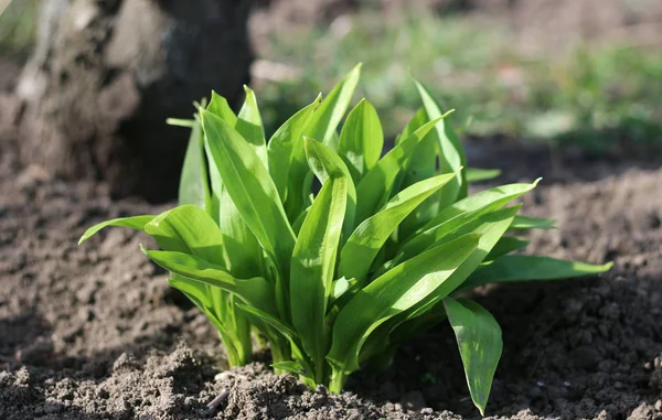 Hojas Jóvenes Allium Ursinum Primavera Ajo Oso Tiene Grandes Habilidades — Foto de Stock