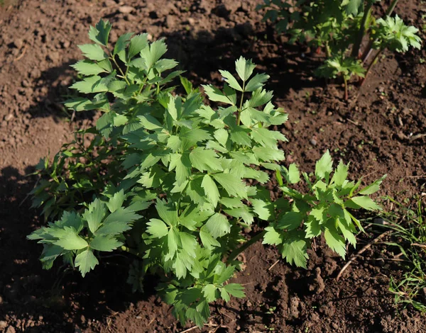 Leaves Fresh Lovage Plant Growing Garden Levisticum Officinale Powerful Plant — Stock Photo, Image