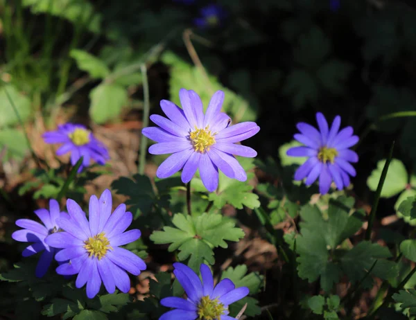 巴尔干海葵 希腊的风花或冬天的风花 一个可爱的蓝色花朵绽放早春 Blanda — 图库照片