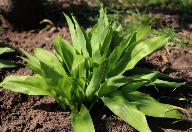 Genç Ramsons, Allium ursinum, erken ilkbaharda bırakır. Öncelikle tohum tarafından üretir bir soğanlı, çok yıllık otsu monocot, Allium ursinum olduğunu.