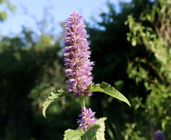 Agastache Rugosa Gyógy Dísznövény Növény Közismert Nevén Koreai Menta Gyógynövények — Stock Fotó