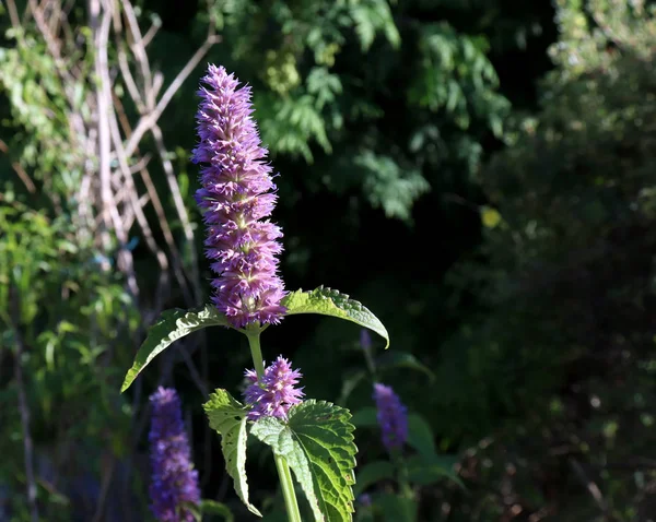 Agastache rugosa a napsütéses nap. Agastache rugosa, gyógy- és dísznövény növény. Közismert nevén a Koreai menta. Gyógynövények a kertben. Elmosódott háttér. — Stock Fotó