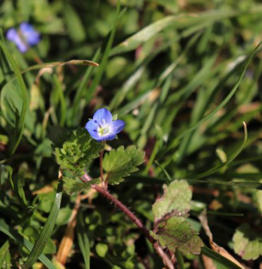 Organik bahçe Veronica polita. En büyük bitki familyası Plantaginaceae cinsidir. Speedwell, kuşbakışı göz ve gypsyweed ortak adlarını içerir.