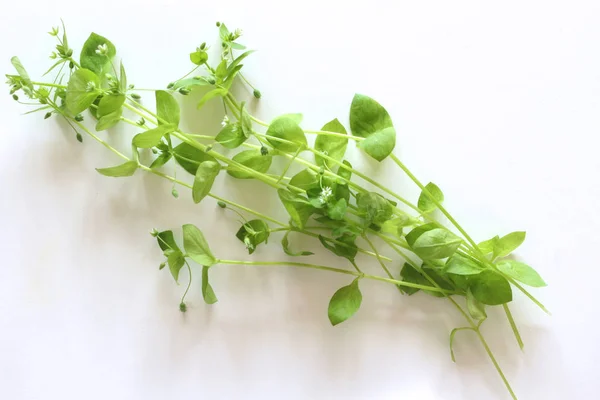 Chickweed, Stellaria μέσα μαζικής ενημέρωσης απομονωθεί σε λευκό φόντο. Μπορείτε να τα χρησιμοποιήσετε σε σαλάτες από φρέσκα λαχανικά. Το πλεονέκτημα του chickweed είναι ότι έχουμε φρέσκο σχεδόν όλο το χρόνο. — Φωτογραφία Αρχείου