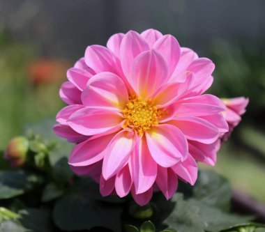 Pembe dahlia bahçede çiçek açmış. Dahlia çok yıllık bitkiler için Meksika yerli gür, tüberöz, otsu bir cinsidir. Dahlia, yaygın bahçe bitkileri yetiştirilen melez ile 42 türü.