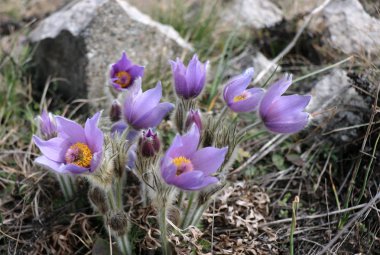 İlk Bahar çiçek Pulsatilla grandis, kendi doğal ortamlarında Podyj Milli Parkı'nda çiçek pasque çiçek, Çek Republic.Beautiful bahar mor kır çiçekleri yakın çekim. 