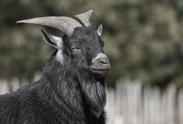 Close up portrait black goat. Animal portrait of black goat with horns on green background.