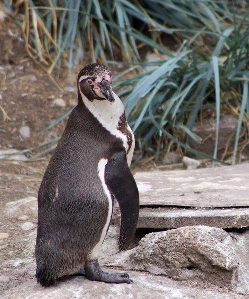 Il pinguino Humboldt, Spheniscus humboldti, chiamato anche pinguino peruviano, o patranca è un pinguino sudamericano che si riproduce nel Cile costiero e in Perù. . — Foto Stock