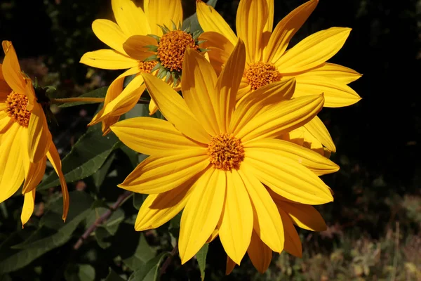 Wächst gelben Helianthus tuberosus Blütenkopf vor seinem natürlichen Laubhintergrund, auch bekannt als: jerusalem Artischocke, Sonnendrossel, Erdapfel und Topinambour. Nahrungsquelle. — Stockfoto