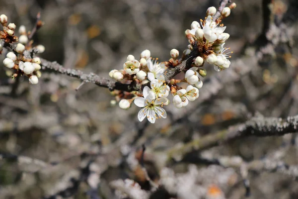 Ramo florido de Prunus spinosa ou blackthorn ou sloe.Prunus spinosa é um grande arbusto decíduo ou pequena árvore que cresce a 5 metros de altura, com casca escura e densa, rígida, ramos espinhosos . — Fotografia de Stock