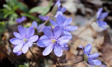 Yosunları, mantarı nobilis çiçek güneşli öğleden sonra bir orman katta. Mavi çiçekler mantarı nobilis ormanda bahar. Mantarı nobilis yakın çekim mavi çiçekler.