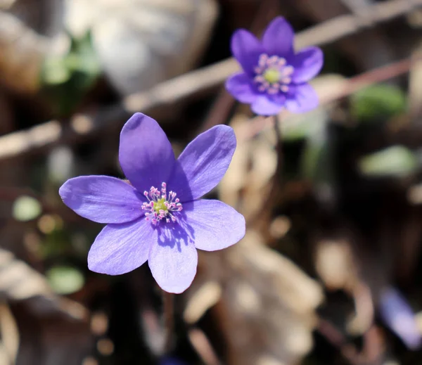 Liverwort, Hepatica nobilis flores em um chão da floresta na tarde ensolarada. Primavera flores azuis Hepatica nobilis na floresta. Flores azuis de Hepatica nobilis close-up . — Fotografia de Stock