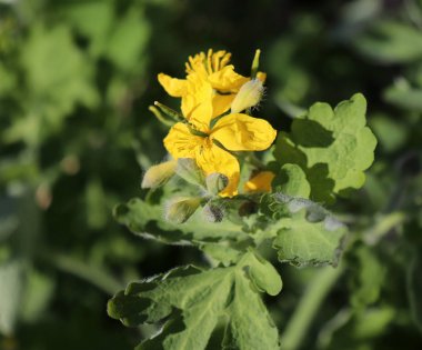 Chelidonium majus, genellikle büyük celandine veya tetterwort, nipplewort veya yutmak wort olarak bilinen, otsu çok yıllık bir bitkidir. Ne zaman yaralı, bitki turuncu lateks sarı sızar. Naturopathy.