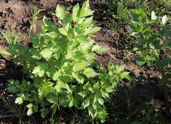 Leaves of fresh Lovage plant growing in the garden. Levisticum officinale is a powerful plant of the Apiaceae family, which is used mainly in gastronomy. Medicinal plants, herbs in the nature. — Stock Photo, Image