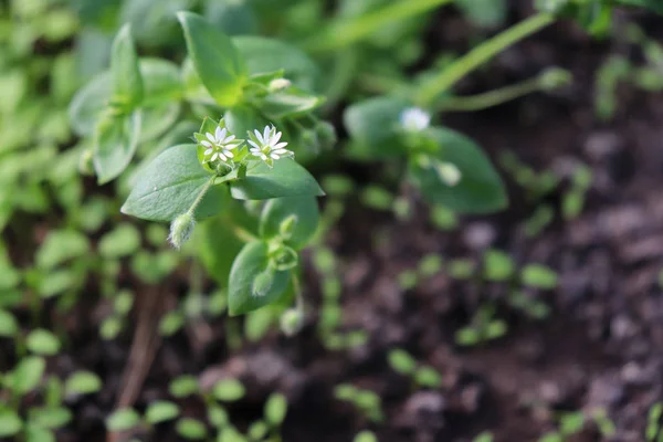 Chickweed ,Stellaria media. Young taste very gently with flavor of nuts. You can use them in fresh vegetable salads. The chickweed advantage is that we have it fresh almost all year round. — Stock Photo, Image