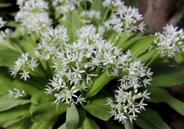 Baharda Allium ursinum yaprakları ve çiçekleri. Ayı sarımsağının harika iyileştirme yetenekleri vardır ve sindirimi destekleyen çok değerli maddeler ve C vitamini içerir. Diyet ve sağlıklı yiyecek kavramı.