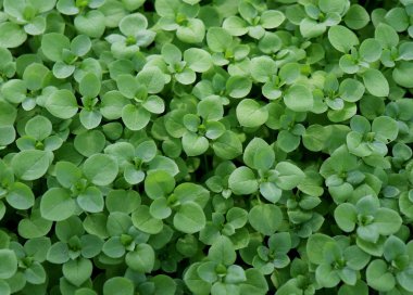 Chickweed, Stellaria medyası. Gençlerin fındık tadı çok hafiftir. Taze sebze salatalarında kullanabilirsin. Chickweed 'in avantajı bütün yıl taze olması..