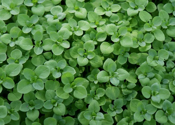 Chickweed, Stellaria medyası. Gençlerin fındık tadı çok hafiftir. Taze sebze salatalarında kullanabilirsin. Chickweed 'in avantajı bütün yıl taze olması.. — Stok fotoğraf