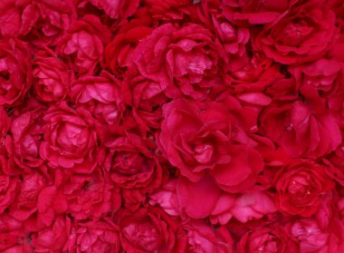 Kırmızı gül kafaları. Havai görünüm. Romantizm ve aşk kartı konsepti. Düğün sahnesi için güzel güller arka plan .