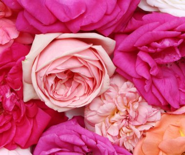 Çeşitli gül kafaları. Havai görünüm. Romantizm ve aşk kartı konsepti. Düğün sahnesi için güzel güller arka plan .