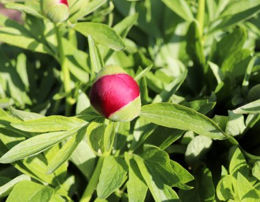 Çiçek Çiçeği Paeonia officinalis, ortak şakayık veya bahçe şakayık, çiçekli bitki türüdür. Otsu çok yıllık bir şeydir. Paeonia officinalis ilk tıbbi amaçlar için kullanılan, daha sonra büyümek